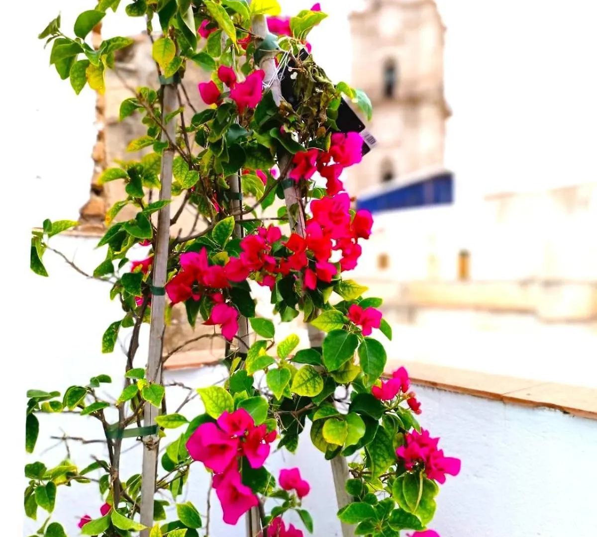 Apartamentos Terrazas De San Juan Málaga